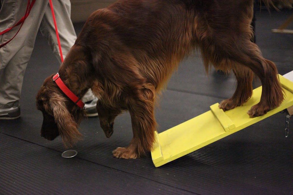 Canine Campus Training Centre | 1 Laidlaw Blvd, Markham, ON L3P 1W5, Canada | Phone: (905) 477-8092