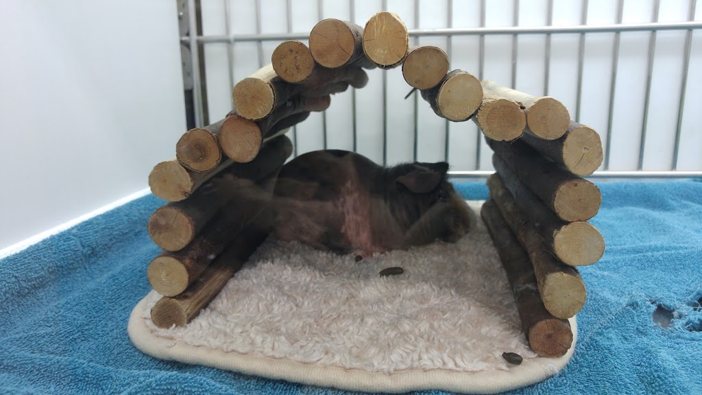 Petland - Grandview | 2215 160 St #10, Surrey, BC V3S 9N6, Canada | Phone: (604) 541-2329