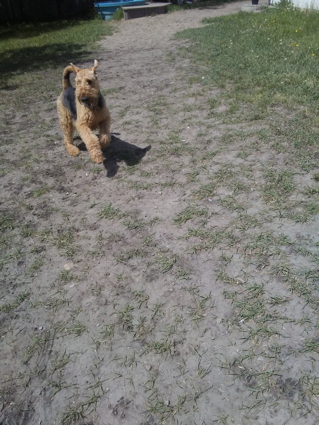 High Tails Pet Resort Inc. | 261178 RR290, Alberta T4A 0P7, Canada | Phone: (403) 226-0036