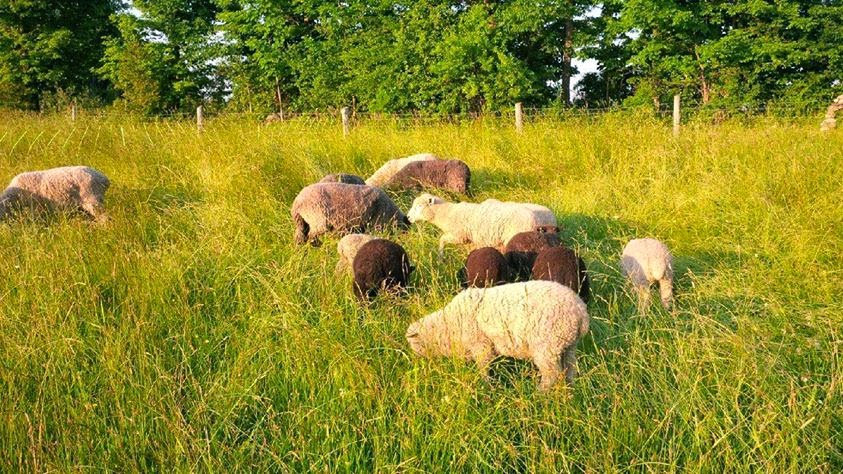 Persephone Market Garden | Allenford, ON N0H 1A0, Canada | Phone: (519) 935-3005