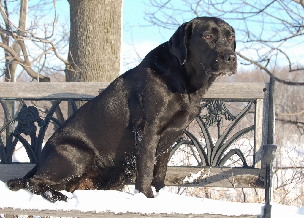 Foothills Veterinary Services | Regional Rd 25, Acton, ON L7J 2L9, Canada | Phone: (519) 853-3246