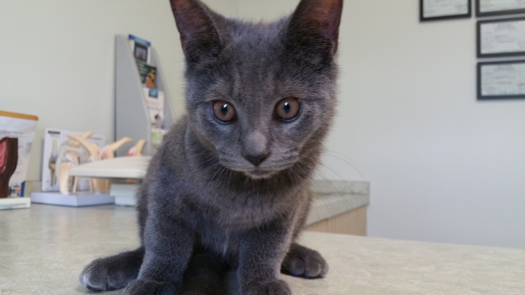 Countryside Veterinary Clinic | 6038 Old Beattie Rd, Lockport, NY 14094, USA | Phone: (716) 434-2838