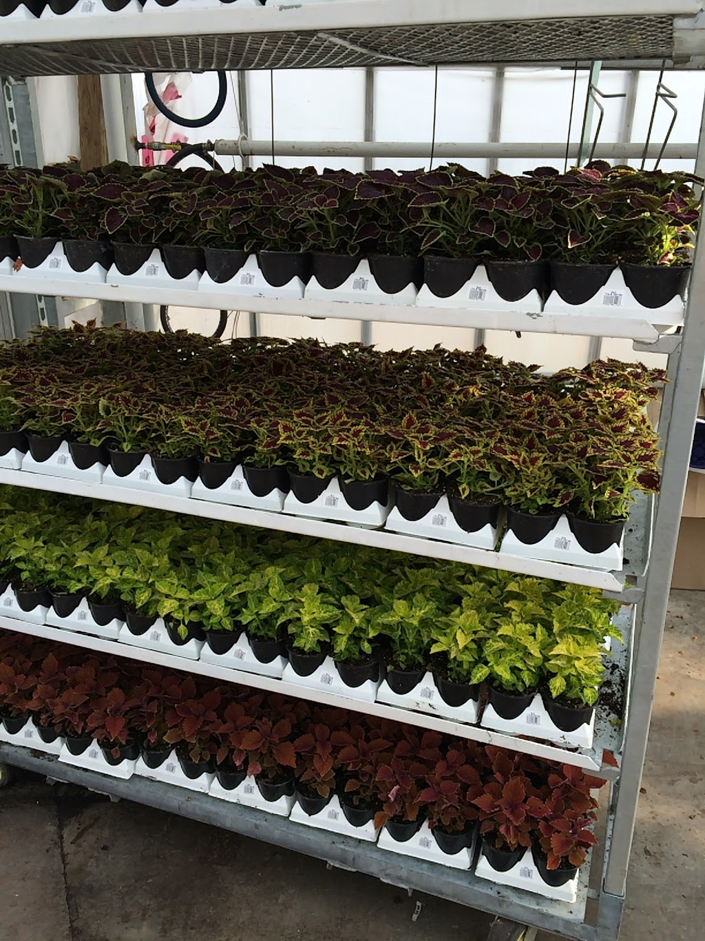 Rico Roots Plant Farm | 2340 Graham Side Rd, Kingsville, ON N9Y 2E5, Canada | Phone: (519) 796-7999