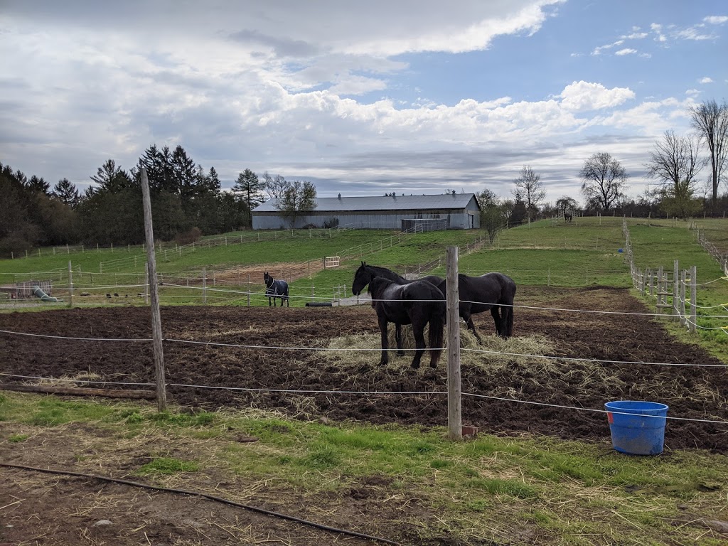 Royal Friesian Farm | 15010 Dufferin St, King City, ON L7B 1K5, Canada | Phone: (647) 773-6843