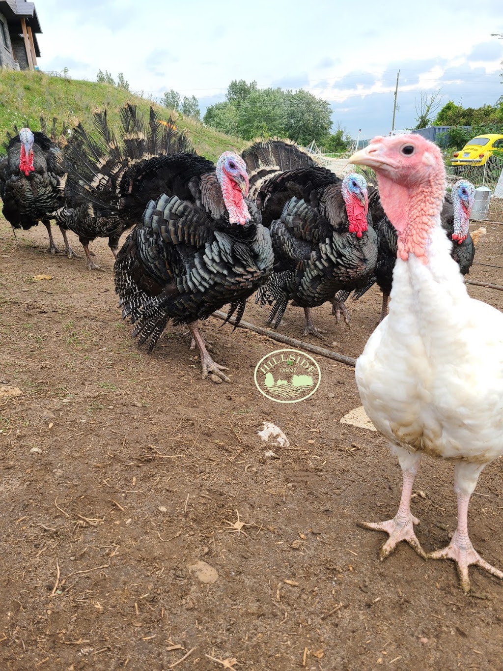 Hillside Farmz | 938666 Airport Rd, Mulmur, ON L9V 0M1, Canada | Phone: (705) 984-3276