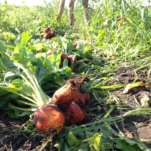 Roots and Shoots Farm | 115 Chemin de la Beurrerie, Alcove, QC J0X 1A0, Canada | Phone: (613) 897-8975