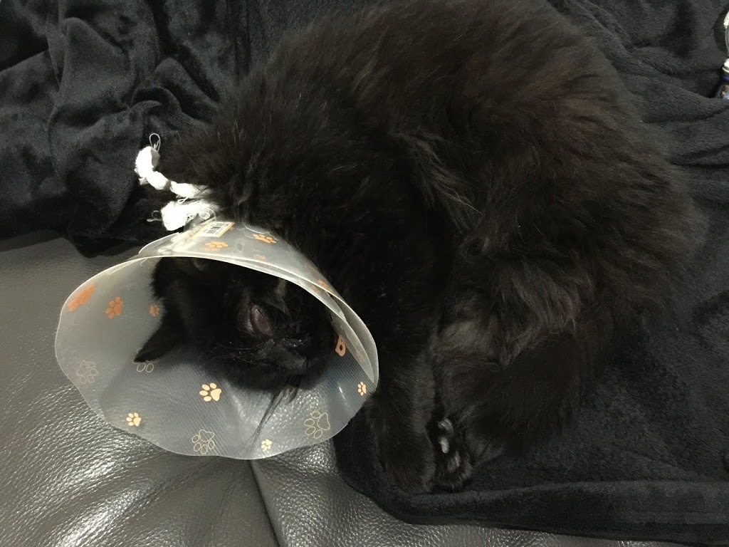 White Rock Veterinary Hospital | 2460 152 St, Surrey, BC V4P 1M8, Canada | Phone: (604) 536-7618
