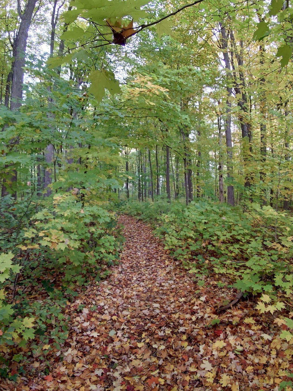 Sugarbush Park | Waterloo, ON N2L, Canada