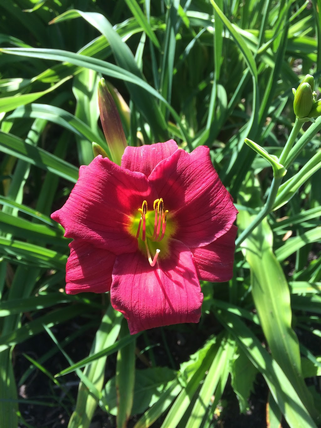 Nottawasaga Daylillies | Concession Rd 3, Creemore, ON L0M 1G0, Canada | Phone: (705) 466-2916