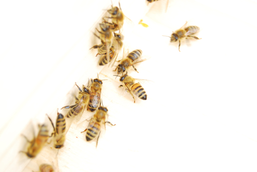 Pestend Pest Control Mississauga | 330 Rathburn Rd W #1209, Mississauga, ON L5B 3Y1, Canada | Phone: (905) 460-7378
