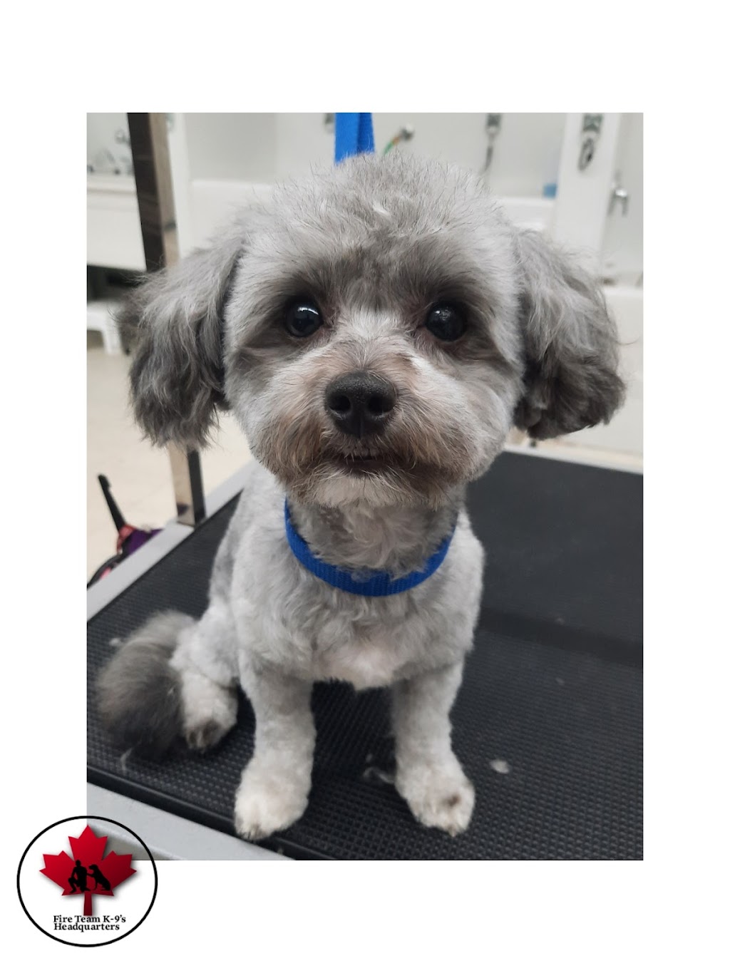 K9 Headquarters - Pembroke | 480 Boundary Rd E, Pembroke, ON K8A 6L3, Canada | Phone: (613) 735-0404