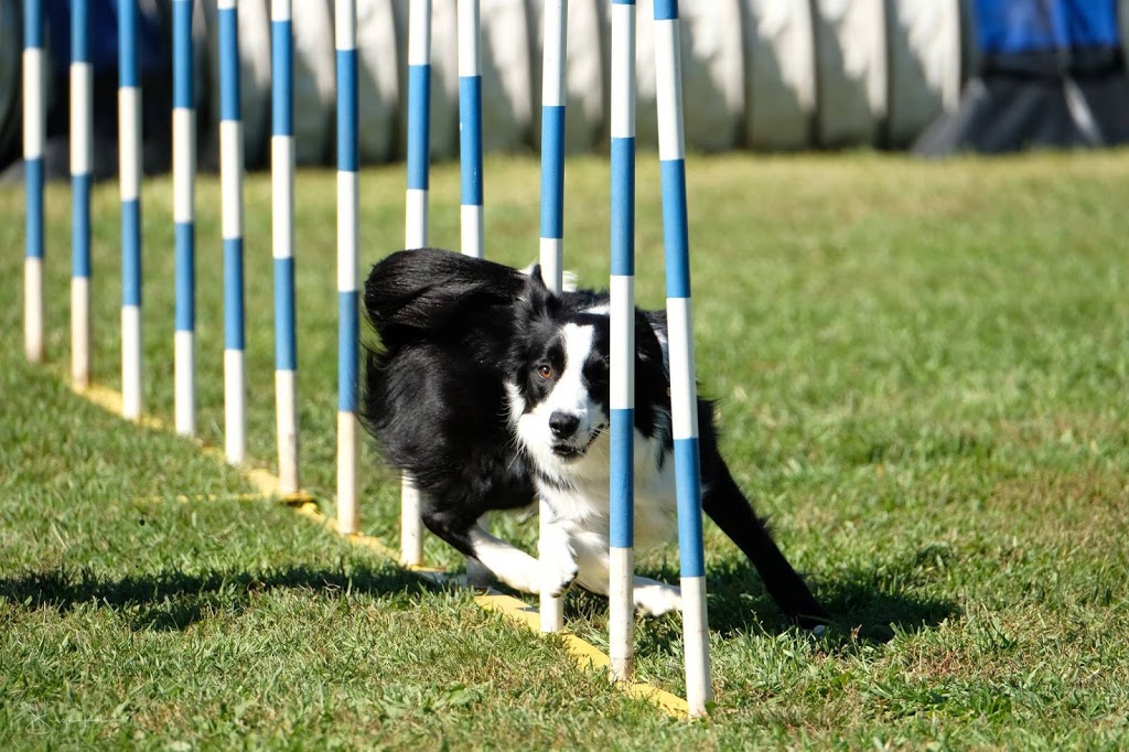 Professionnel Légitime Canin | 230 Rang de la Montagne, Rougemont, QC J0L 1M0, Canada | Phone: (514) 922-2752