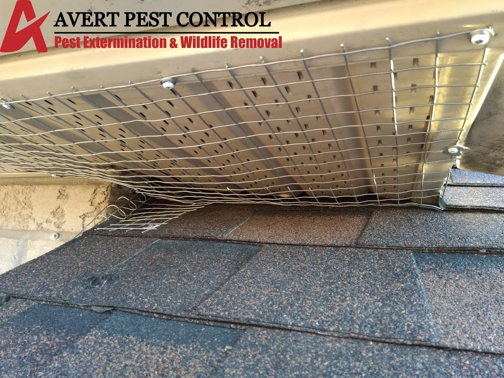 Avert Pest Control | 35 Prouse Dr, Brampton, ON L6V 3A3, Canada | Phone: (647) 898-2430
