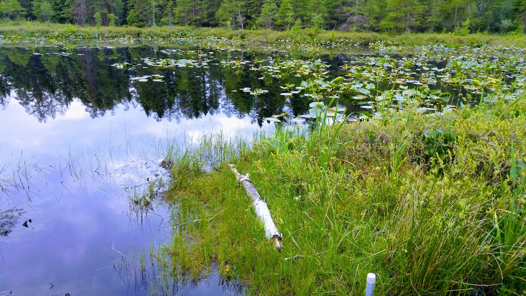 Sifton Bog | 1210 Oxford St W, London, ON N6H 4N2, Canada | Phone: (519) 661-4500