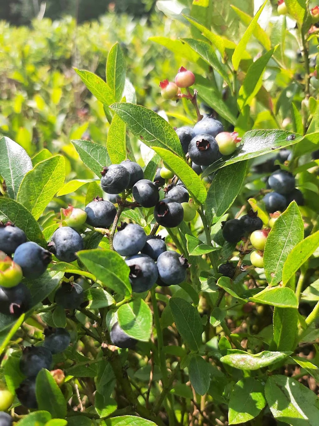 Heritage Life Farm | 1144 N Range Crossing Rd, Barton, NS B0W 1H0, Canada | Phone: (902) 972-1140