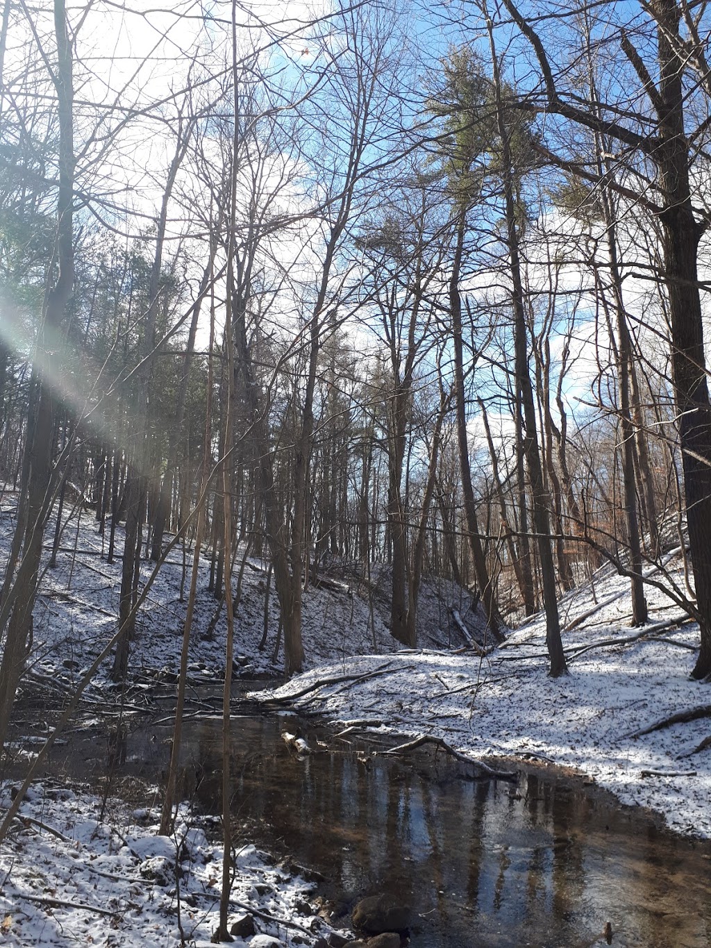 Ingold Tree Service | 1067 Maple Manor Rd, Cambridge, ON N1R 5S6, Canada | Phone: (519) 623-1566