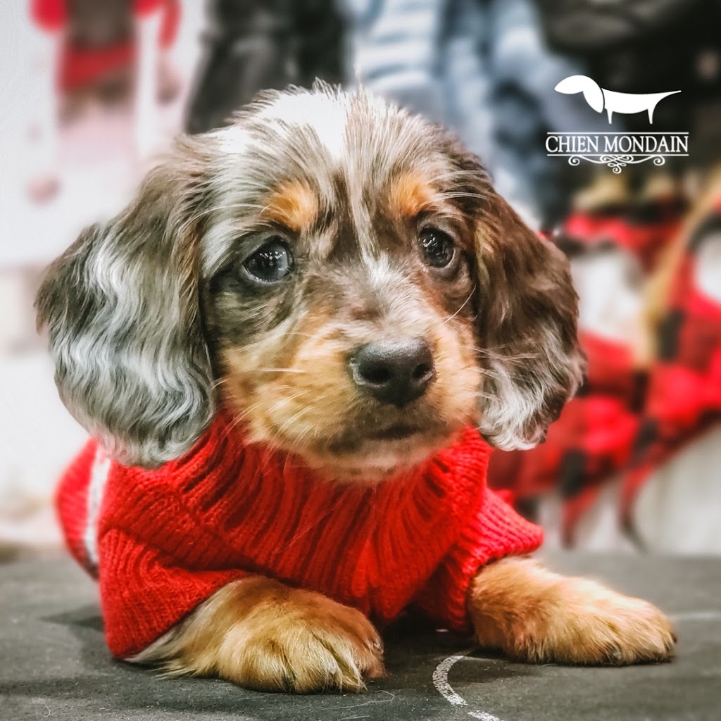 Chien Mondain - Mode Canine | 2600 Boulevard Laurier, Place de la Cité, Québec, QC G1V 4T3, Canada | Phone: (418) 527-2226