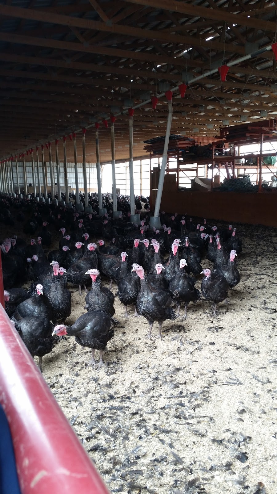 Winters Turkeys | Township Rd 224, Dalemead, AB T0J 0V0, Canada | Phone: (403) 936-5586