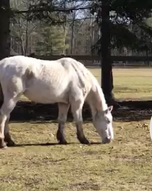 Railside Stables | Minesing, ON L0L 1Y3, Canada | Phone: (705) 715-7686