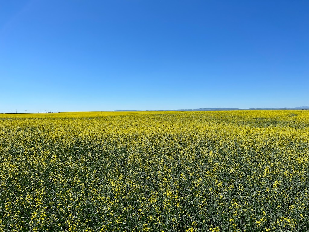Foothills Pet Resort & Spaw | 658 Avenue East, Cayley, AB T0L 0P0, Canada | Phone: (403) 395-2211