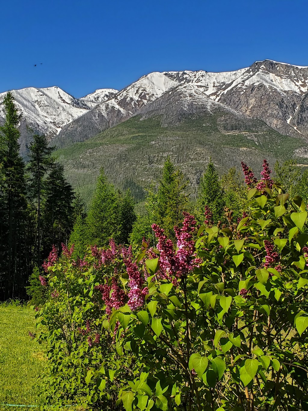 Frasers (farm) Market | 4250 BC hwy 6, Nakusp, BC V0G 1R1, Canada | Phone: (250) 857-9858