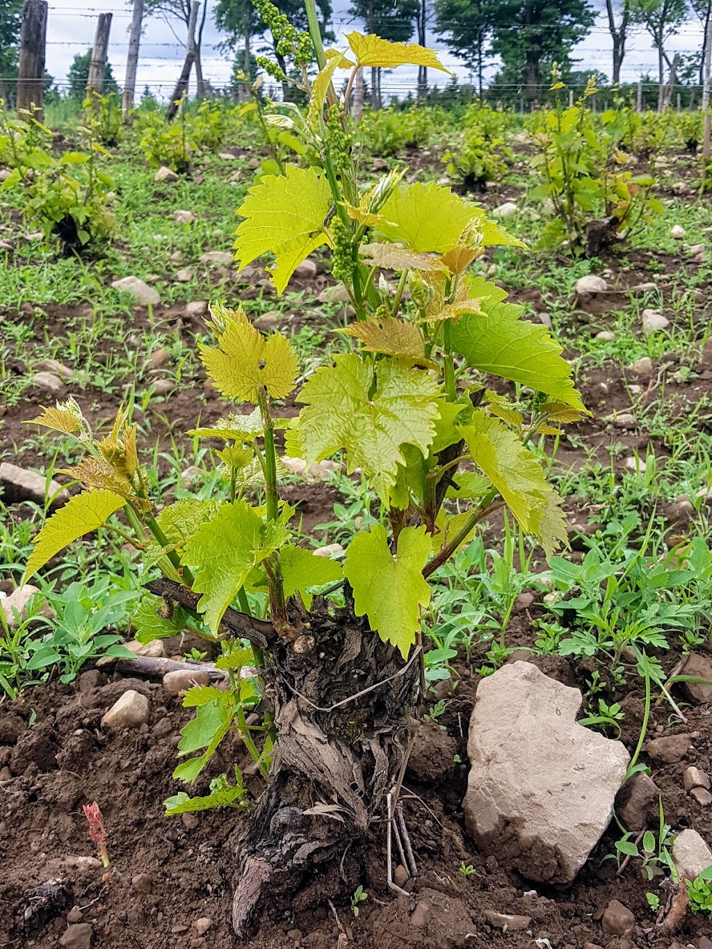 Négondos Vignoble Biologique | 7100 Rang St Vincent, Mirabel, QC J7N 3N1, Canada | Phone: (450) 258-2099