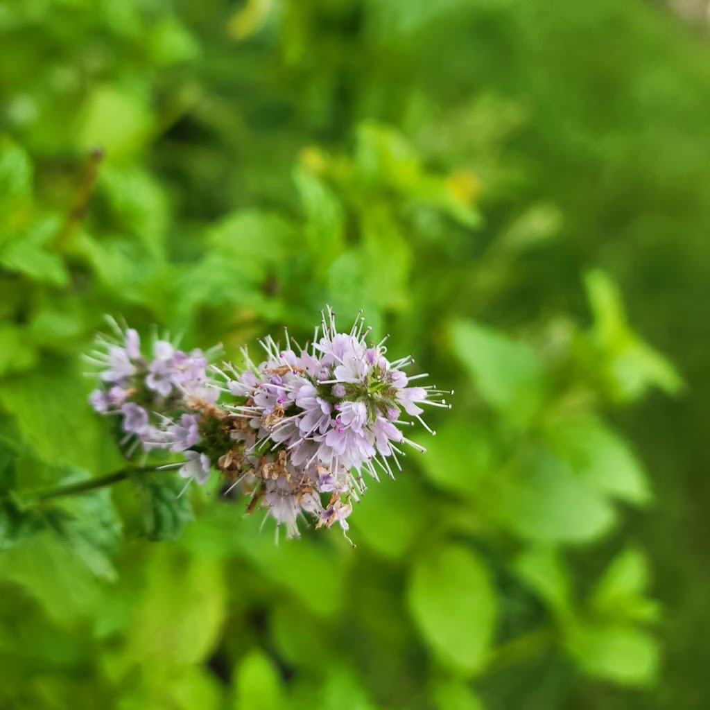 The Gardening Lady | 37 Brookdale Crescent, Whitby, ON L1P 1J4, Canada | Phone: (416) 788-1974