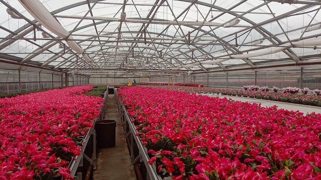 Rosedale Greenhouses Ltd | 50935 Wilbourn Rd, Rosedale, BC V0X 1X0, Canada | Phone: (604) 858-8100