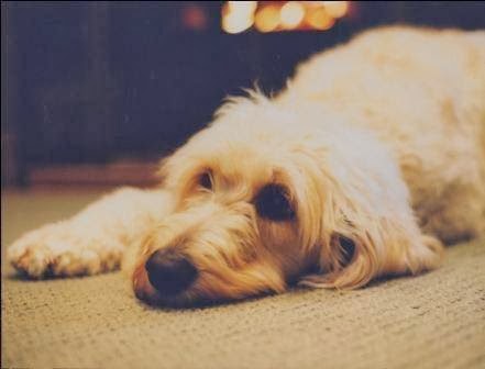 Parkdale Animal Hospital | 1654 Queen St W, Toronto, ON M6R 1B2, Canada | Phone: (416) 532-1169