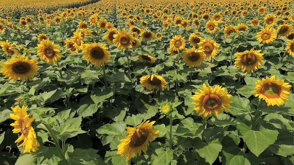 Bogle Seeds | 572 Safari Rd, Millgrove, ON L8B 1S7, Canada | Phone: (905) 689-4073