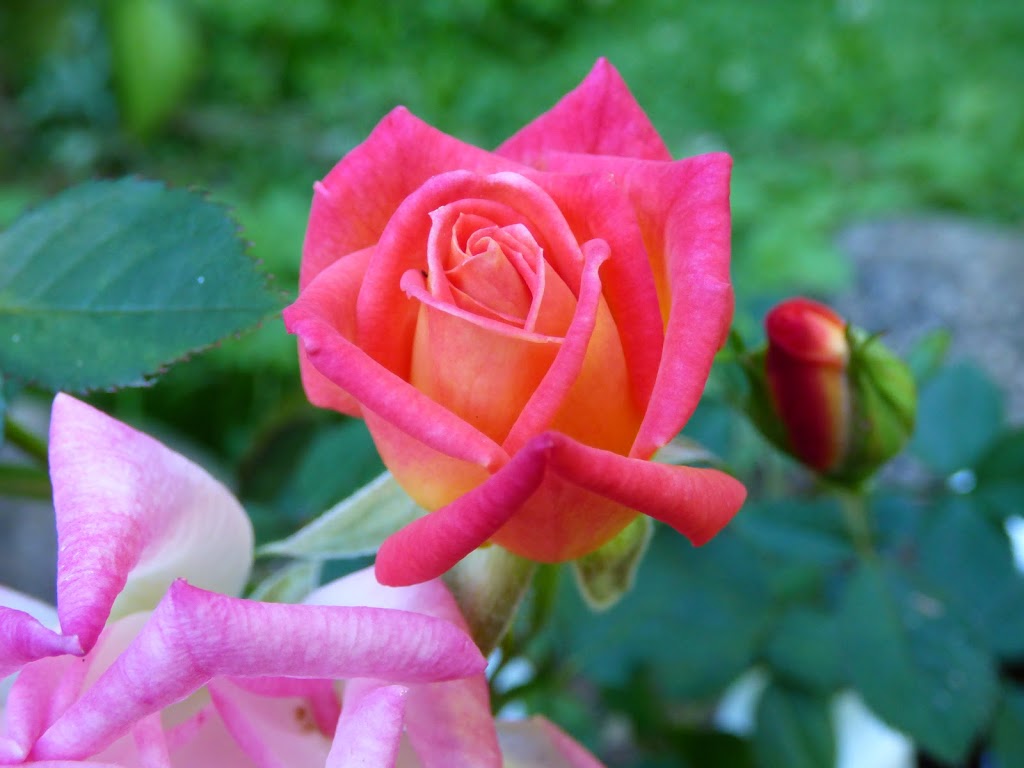 Tree Frog Farm | 3679 Sunrise Rd, Lummi Island, WA 98262, USA | Phone: (360) 758-7260