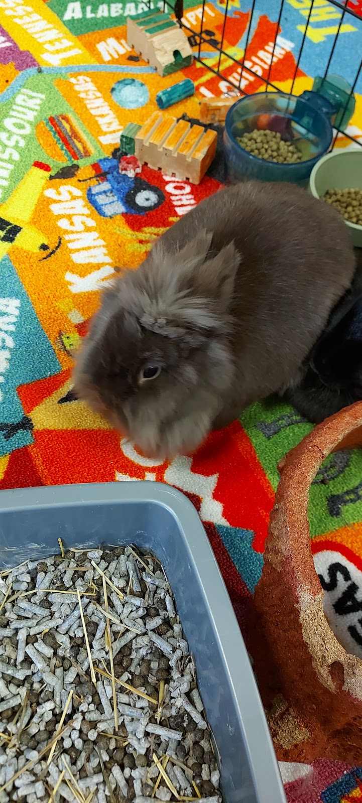 Treasured petz | 5875 Ferry St, Niagara Falls, ON L2G 1S8, Canada | Phone: (905) 228-3407