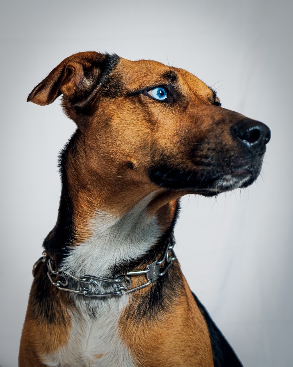 Lone Wolf K9 | 6859 Healey Rd, Caledon, ON L7C 0X2, Canada | Phone: (647) 244-3663