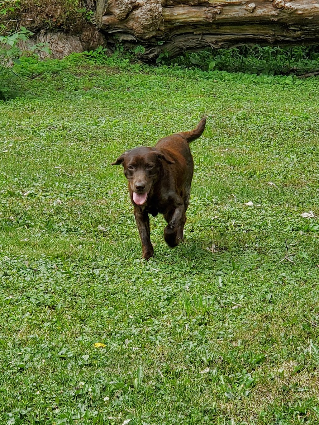 Lucky Labs | 27957 Baldoon Rd, Wallaceburg, ON N8A 4L3, Canada | Phone: (519) 627-0443