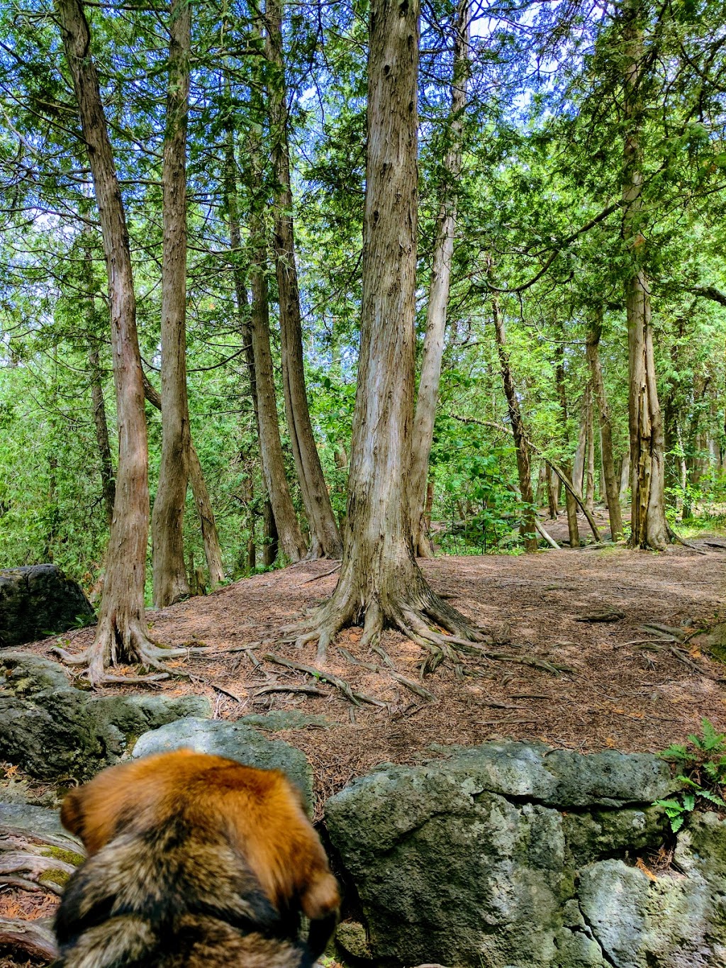 Limehouse Conservation Area | 12169 5th Line, Limehouse, ON L0P 1H0, Canada | Phone: (905) 670-1615