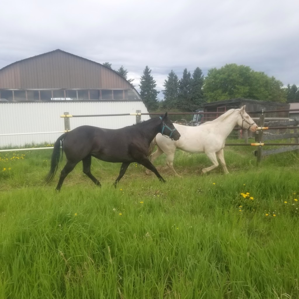 El Rancho Pequeno Canada Inc. - Horse and Tree Farm | 32469 RR40 32469 RR40, Olds, AB T4H 1P3, Canada | Phone: (403) 493-4759