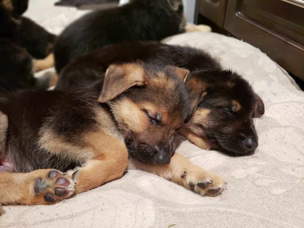 Mississauga Oakville Veterinary Emergency Hospital | 2285 Bristol Cir, Oakville, ON L6H 6P8, Canada | Phone: (905) 829-9444