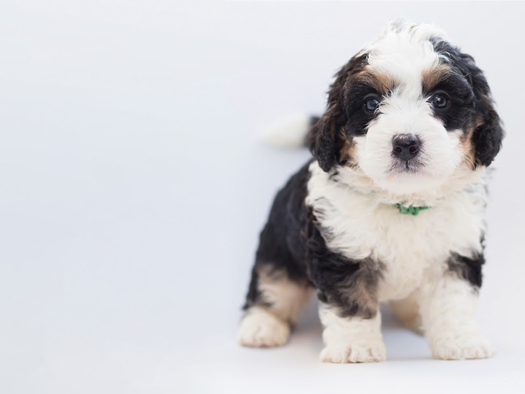 Lime Ridge Doodles | 7758 Wellington 8, Alma, ON N0B 1A0, Canada | Phone: (519) 998-0657