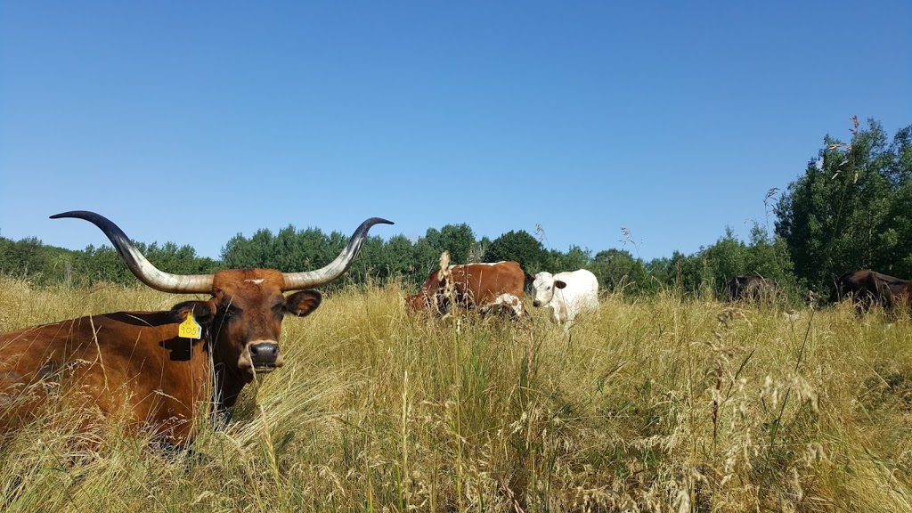 Opeongo Springs Longhorn Grass Fed Beef | 2290 Opeongo Rd W, Eganville, ON K0J 1T0, Canada | Phone: (613) 415-1506