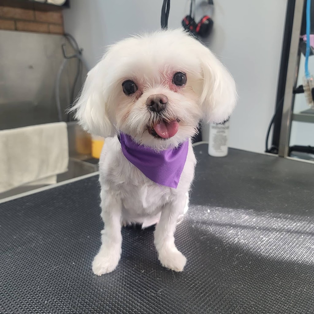 Pawtricias Dog Grooming | 56 Nicole Marie Ave, Barrie, ON L4M 6Y6, Canada | Phone: (416) 857-5300