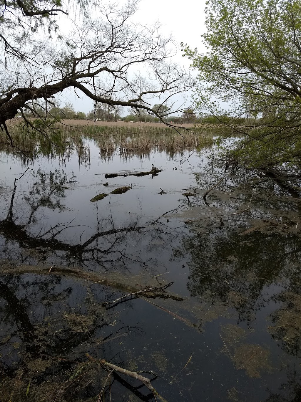 Lake St. Clair Nature Center | 31300 Metro Pkwy, Harrison Charter Township, MI 48045, USA | Phone: (586) 463-4581