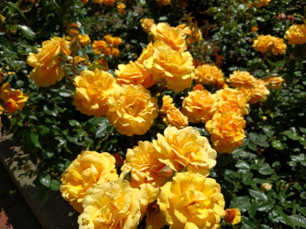 Centennial Rose Garden | Coquitlam Lawn Bowling, 640 Poirier St, Coquitlam, BC V3J 6B1, Canada | Phone: (604) 927-6300