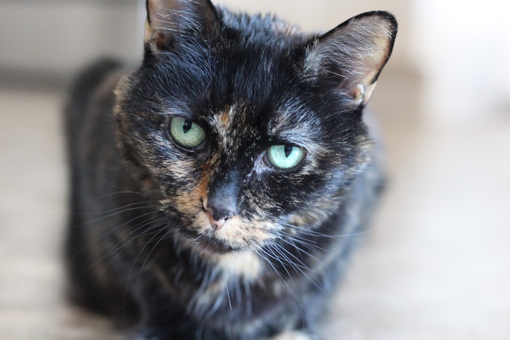 Ranch Docs Veterinary Services Inc. | 82038, Range Rd 210, Lethbridge County, AB T1K 8H2, Canada | Phone: (403) 327-4658