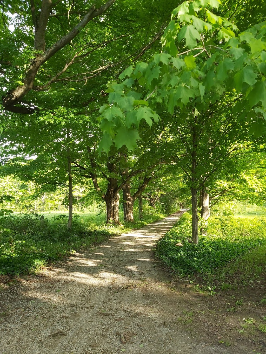 ElderTree Farm | 2592 Concession Road 13, Ramara, ON L3V 6H5, Canada | Phone: (705) 323-4997