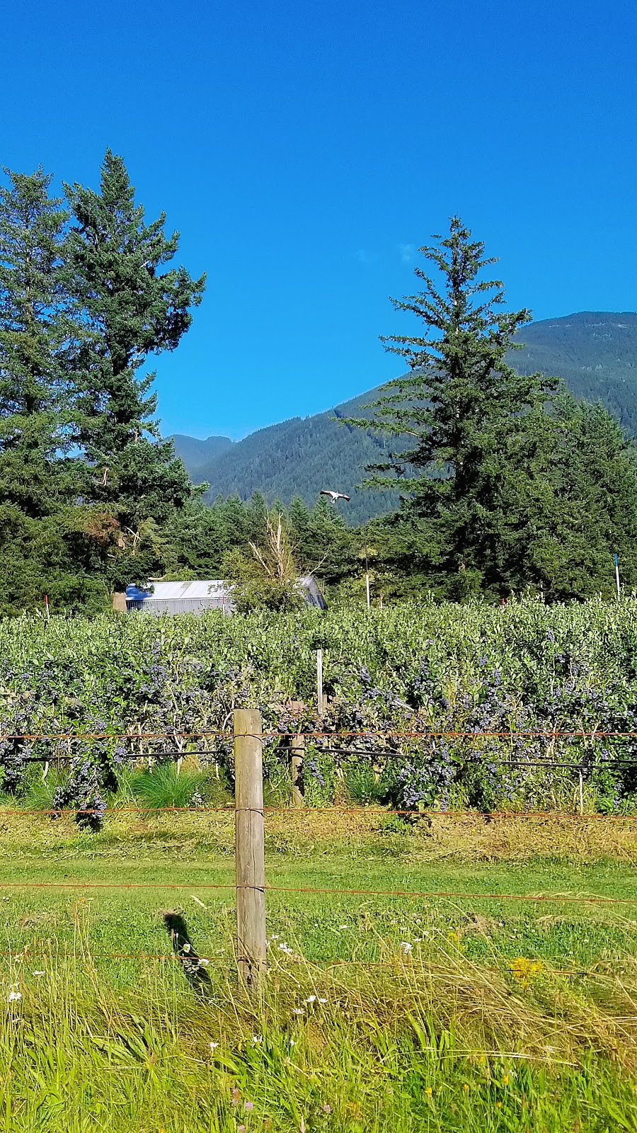 Country’s Edge Blueberry Farm | 200 Columbia Valley Rd, Lindell Beach, BC V2R 4X6, Canada | Phone: (604) 847-0481