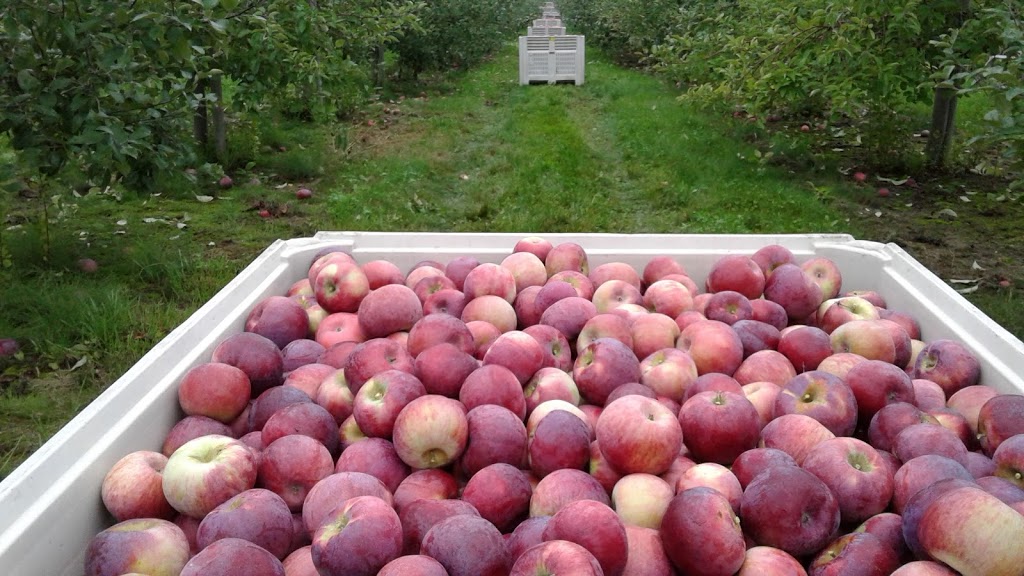 Schuyler Farms Limited | 383 Concession 14 Townsend, Simcoe, ON N3Y 4K3, Canada | Phone: (519) 426-5784