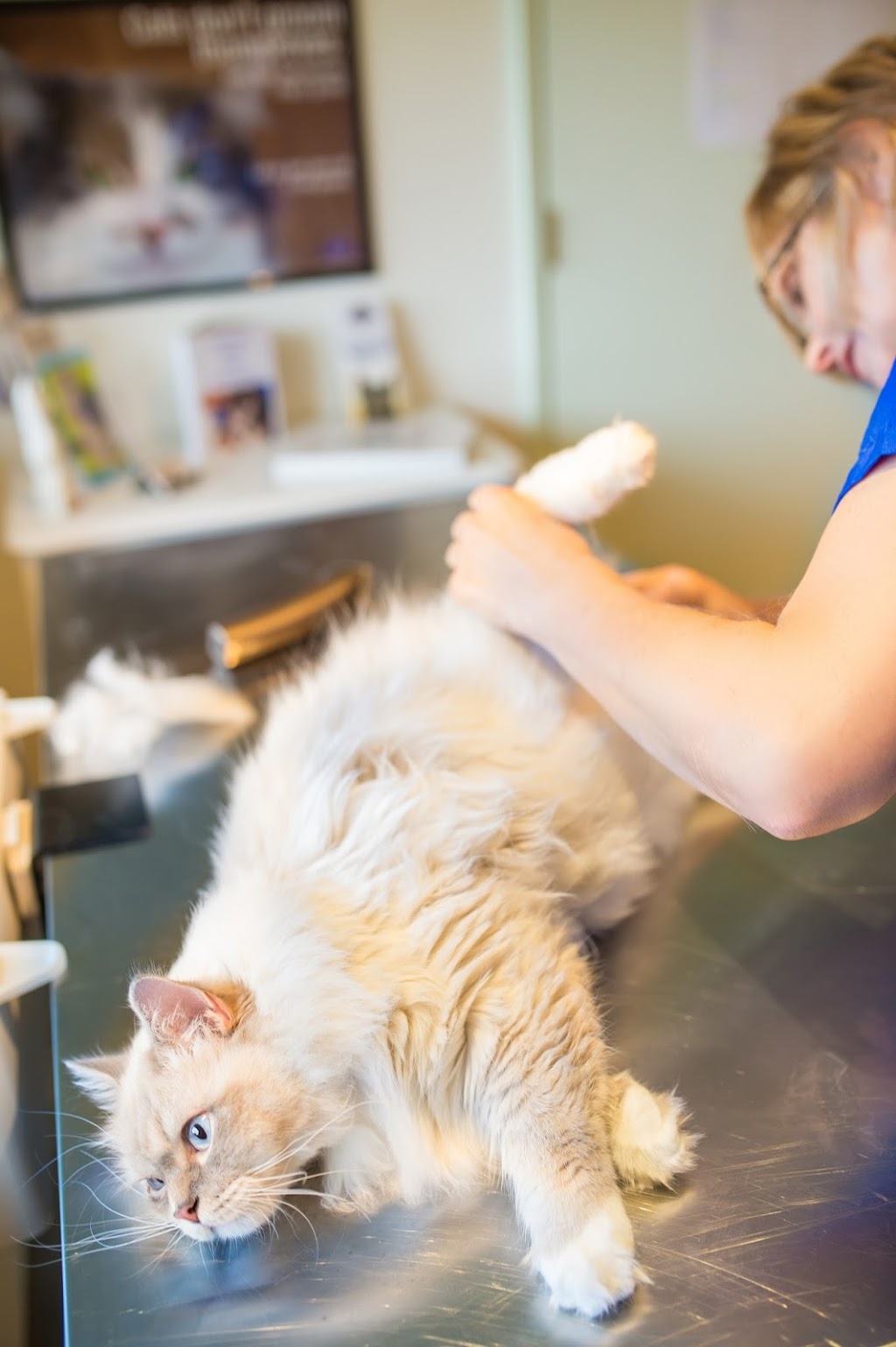 Whisker Tales Cat Grooming | 3387 Mary Anne Crescent, Victoria, BC V9C 3J6, Canada | Phone: (250) 516-5289