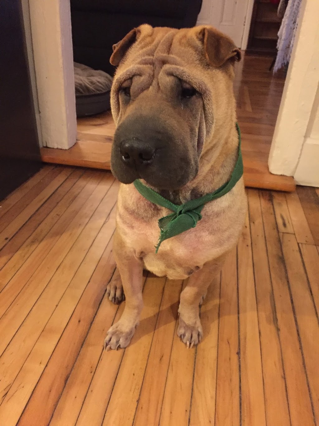 Let The Dog Out -On demand | 3 Boulder Crescent, Guelph, ON N1G 5A3, Canada | Phone: (519) 835-5836
