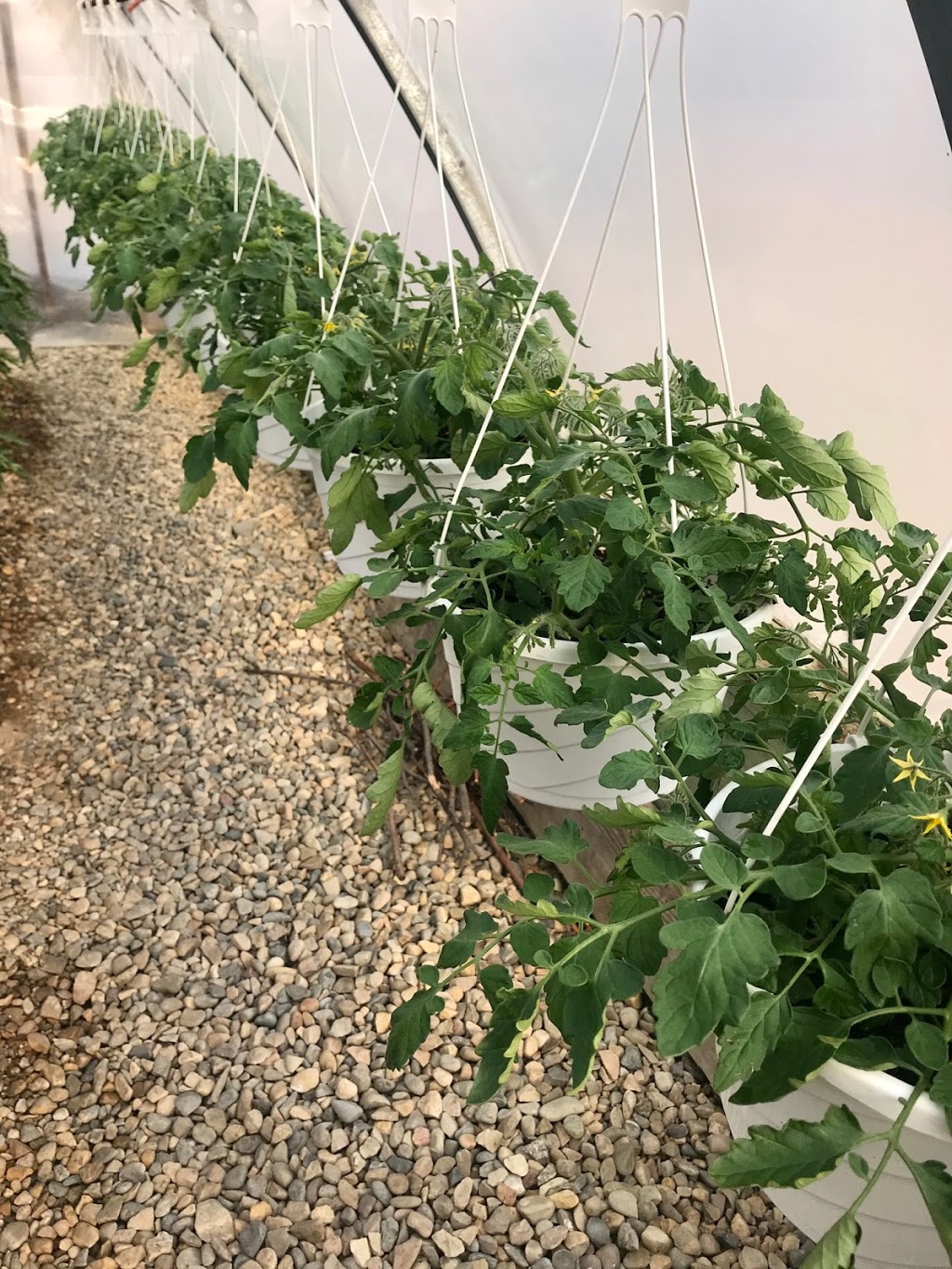 Tammys Green Thumb Greenhouse | 4530 70 Ave #3510, Olds, AB T4H 1T8, Canada | Phone: (403) 556-6740