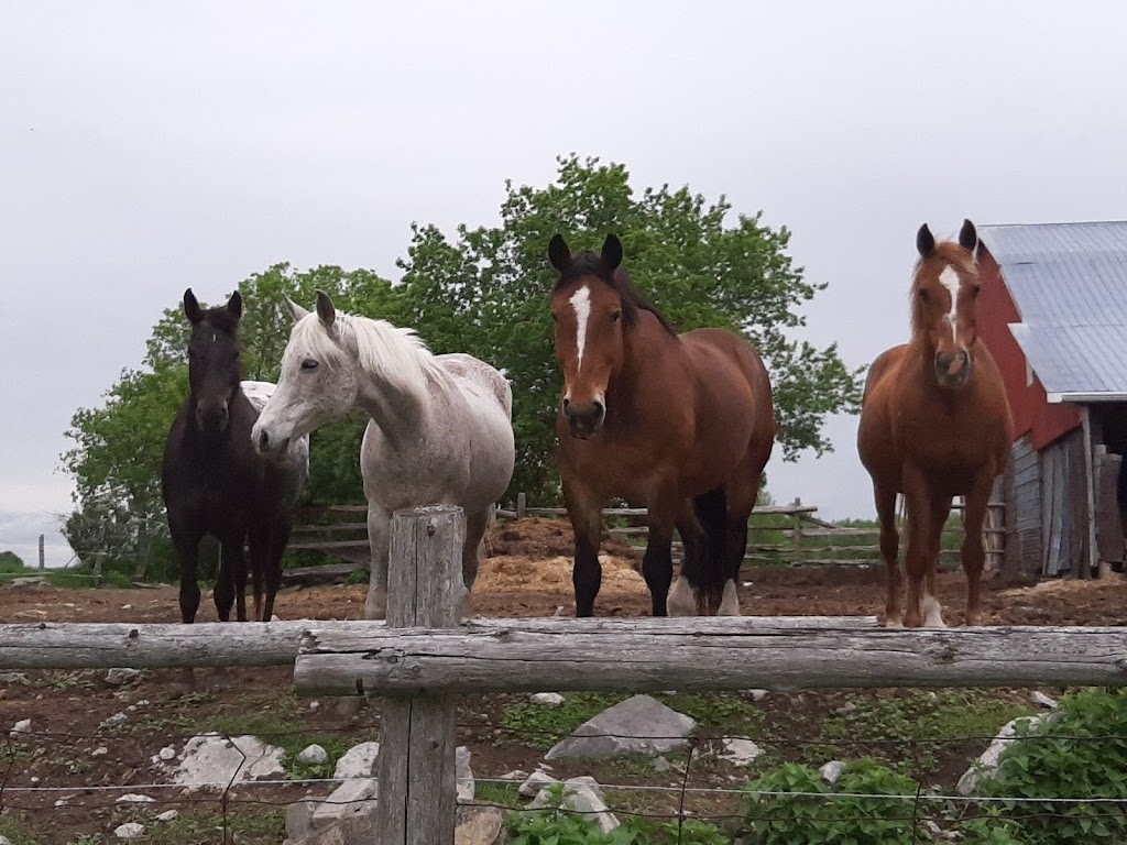 Grace Acres Equine Connection | 2050 Vent Rd, Napanee, ON K7R 3K9, Canada | Phone: (613) 214-2963